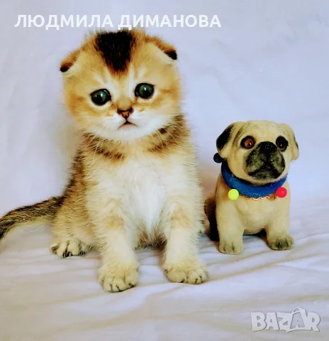 Шотландско мъжко златна чинчила , снимка 9 - Британска късокосместа - 55419250