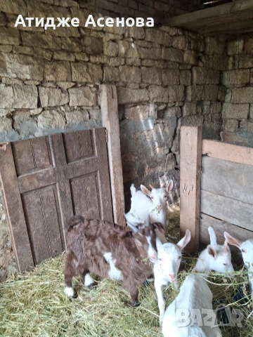 продавам 1 мъжко яре кам 14 килограма , снимка 2 - Кози - 54628755