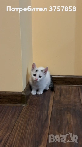  Мъжко коте, снимка 5 - Други - 54383344