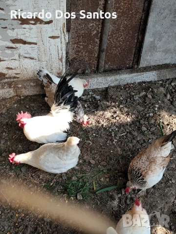 Копринки,шабо, снимка 2 - Кокошки и пуйки - 54032366