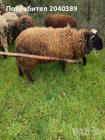 Миналогодишен скопен коч , снимка 2 - Овце - 54044771