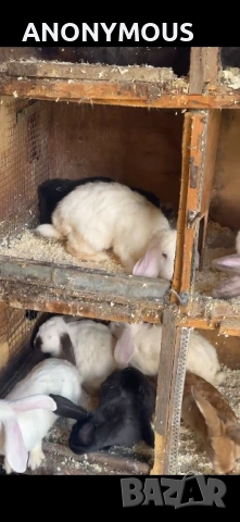 Зайци за разплод и угояване, снимка 5 - Други - 54876469