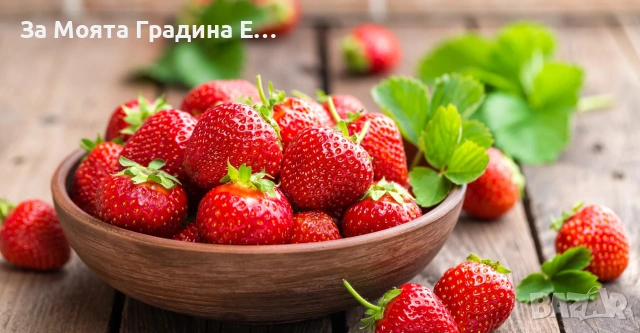 Ягода - Каскадна 24 сорта, снимка 6 - Градински цветя и растения - 54020780