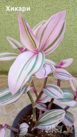 Традесканция  Tradescantia Nanouk /  Хлорофитум Chlorophytum comosum , снимка 3 - Стайни растения - 55329443