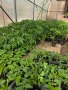 Разсад домати Нови Искър, снимка 2