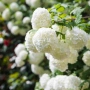 🩷🌿🌸 Калина „Снежна топка“ (Viburnum opulus ‘Roseum’ / “Boule de Neige”), снимка 1