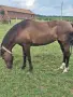Продавам кон кобила , снимка 3