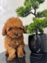 Teacup Той пудел , снимка 4