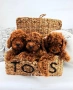 Той Пудел/ Toy Poodle , снимка 3