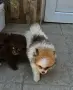 Кученца померани, снимка 6