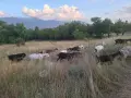 Продавам кози и ярета, снимка 5