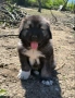 Кавказка овчарка , снимка 5
