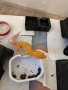 Леопардови Гекони / Leopard Geckos / Eublepharis macularius , снимка 2