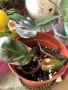 Philodendron Pink Princess , снимка 2
