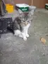 Женски котета търсят дом, снимка 7