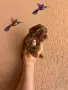 Maltipoo- куче 2F, снимка 3