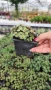 Кализия, Callisia Repens Care, снимка 13