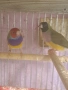 продавам гулдови амадини, снимка 5