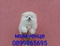Мъжки Померан. Реални снимки от 24.05.26 г., снимка 1