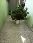 Дърво на живота, снимка 2