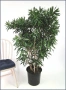Драцена Dracaena reflexa, снимка 1