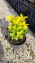 Евонимус Ауреа, Euonymus Japonica Aurea, снимка 10