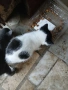 Подаряват се 2 котета, снимка 3