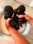 Шиперке / Schipperke, снимка 3