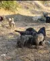 Свободни кангали , снимка 1
