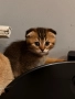 Британски Котета, снимка 6
