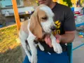 Бигълчета родени юни месец, снимка 1