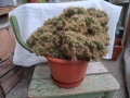 Кактус скаличка голяма, снимка 2