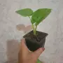 Трилистник растение, снимка 5