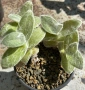 Сукулент Tradescantia sillamontana растение , снимка 4