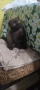 Британски котета, снимка 6