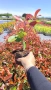 Фотиния Ред Робин, Photinia fr. Red Robin, снимка 10