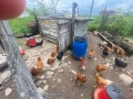 КОКОШКИ , ЯРКИ , снимка 3