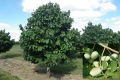Asimina triloba, Асимина, Пау-пау, Индиански банан, снимка 4