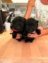 Шиперке / Schipperke, снимка 7