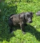 Cane Corso , снимка 4