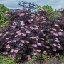 Черен Бъз - Ева (Sambucus nigra 'Eva' BLACK LACE) Приемаме поръчки за юли месец , снимка 4