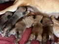 продавам малки кученца Кане Корсо пясъчни и кафеви., снимка 4