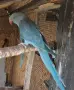 малък александър , снимка 2