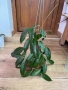 Hoya Хоя Jasper blink , снимка 2