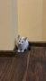  Мъжко коте, снимка 5
