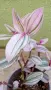 Традесканция  Tradescantia Nanouk /  Хлорофитум Chlorophytum comosum , снимка 3