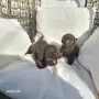 Шоколадови мини пудели, снимка 2