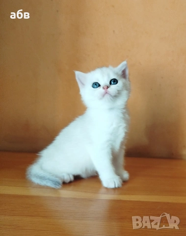 британски сребърни 