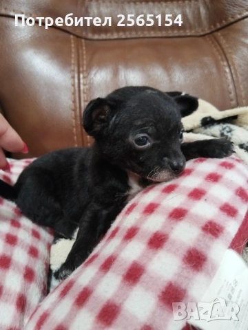 Пинчерчета , снимка 9 - Пинчер - 54063680