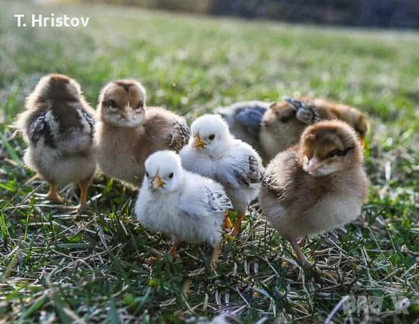 Пилета новоизлюпени 